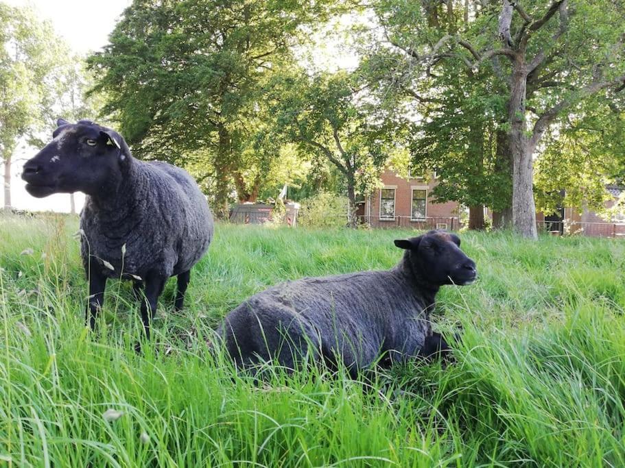 'T Winkeltje - Vakantiehuisje Op Boerderij Huize Blokland Hem エクステリア 写真
