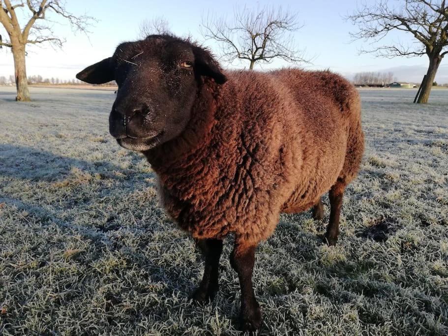 'T Winkeltje - Vakantiehuisje Op Boerderij Huize Blokland Hem エクステリア 写真