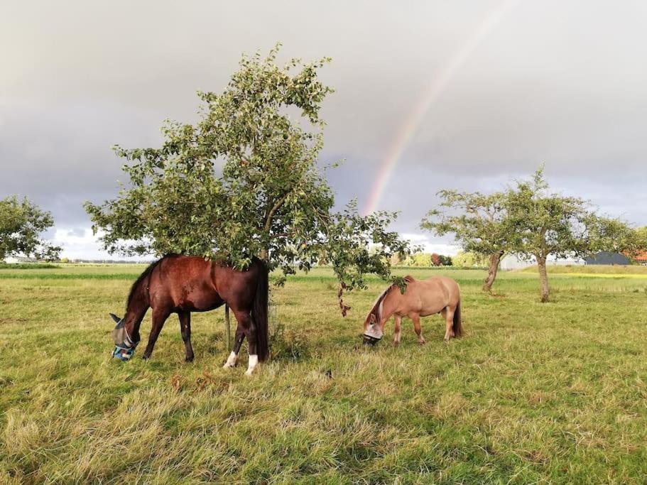 'T Winkeltje - Vakantiehuisje Op Boerderij Huize Blokland Hem エクステリア 写真